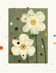 Bloemen: Narcissus Poeticus Sarchedon